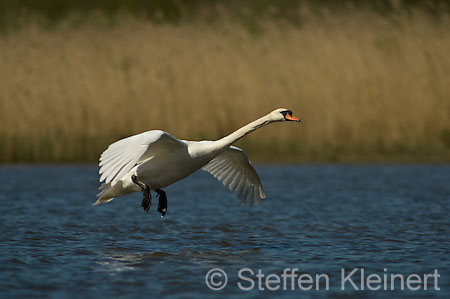 025 Höckerschwan im Flug (Cygnus olor)